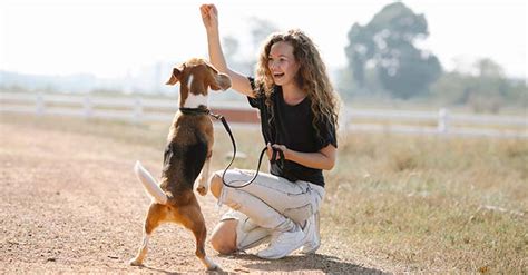 L éducation positive pour chien Comprendre et appliquer les principes