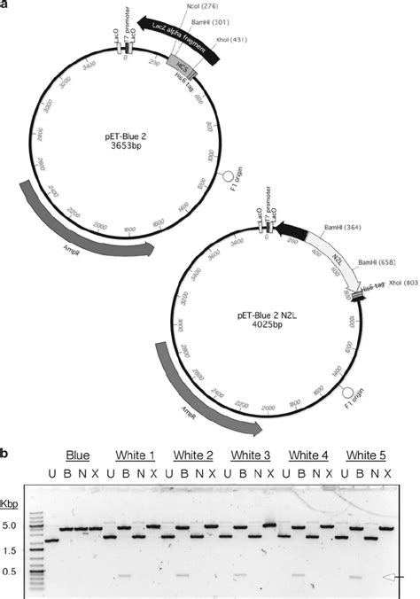 Restriction Analysis Recombinant Plasmids A Plasmid Maps Showing