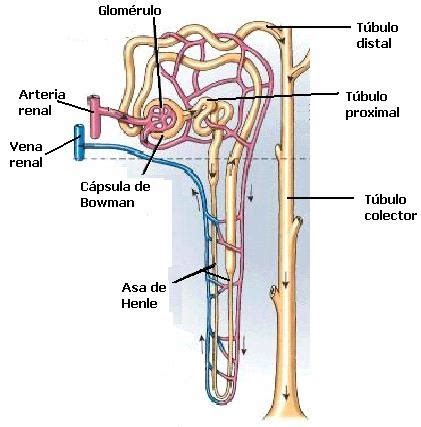 Fisiología Clínica T L C LA NEFRONA