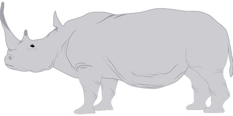 Explore 59 Free Rhino Horns Illustrations Download Now Pixabay