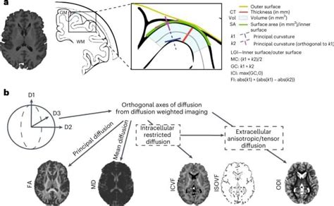 Genetic Insights Into Human Cortical Organization And Development