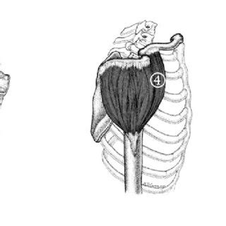 The Localization Of Trigger Points In The Infraspinatus Biceps Brachii