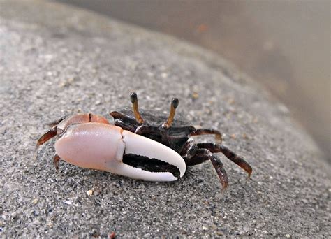 Fiddler Crab - Marine Life of Mumbai