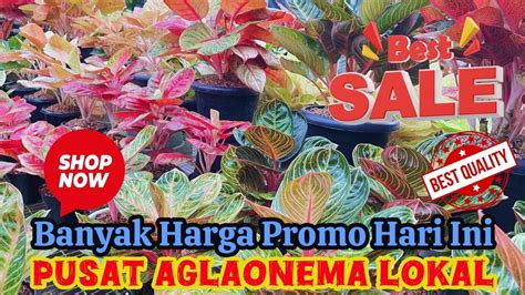 PUSAT AGLAONEMA LOKAL KUALITAS OKE HARGA BANYAK PROMO SPESIAL HARI