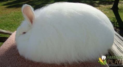 Angora Rabbit: Whole New Wool - Farming Plan