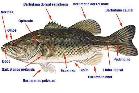 Anatomia Dos Peixes Alevinos Peixes Piscicultura Intensiva