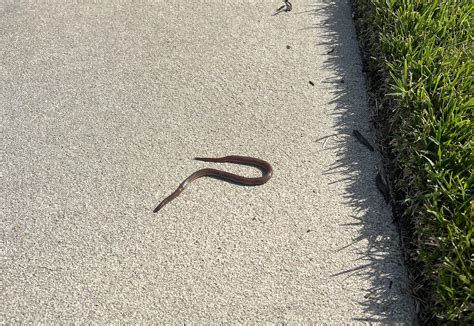 Tiny guy [Suffolk, Virginia] : r/whatsthissnake