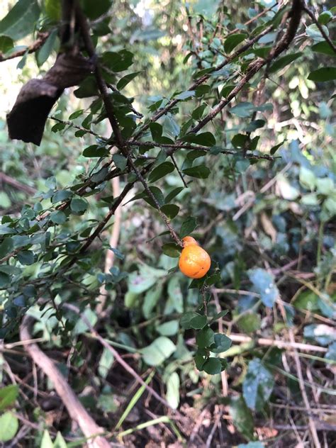 Orange Thorn From Mount Burrell Nsw Au On July 13 2023 At 0145 Pm