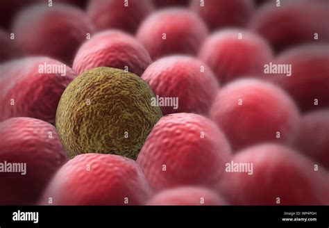 3d Illustration Of Cancer Cells Stock Photo Alamy