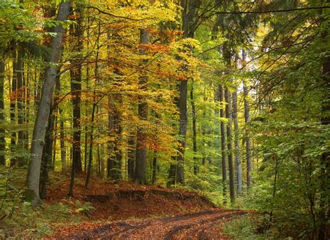 Autumn forest stock image. Image of wood, golden, relax - 370223