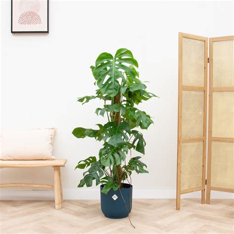 Kombi Angebot Monstera Pertusum Xl Inklusive Elho Vibes Fold Round