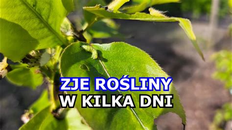 W kilka dni ZJE TWOJE Warzywa Owoce Rośliny ozdobne Bielinek Grusza