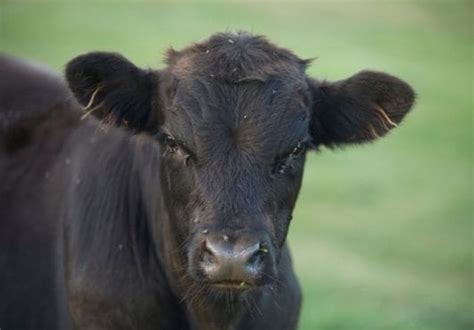 150 Female Cow Names The Best Names For Your Female Cattle