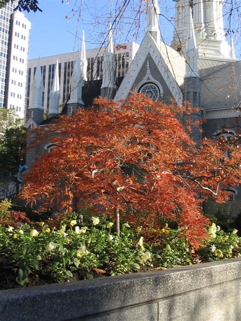 Weeping Green Japanese Maple J Frank Schmidt Son Co