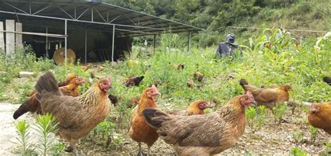 農村養雞，農民放在大山裡的土雞，一年能賣多少錢？ 每日頭條