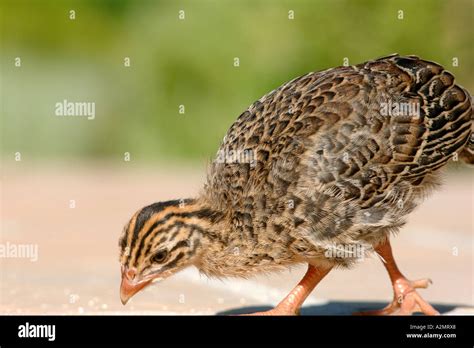 Guinea Fowl Chicks