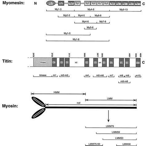 Schematic Representation Of Domain Organizations For Myomesin For The