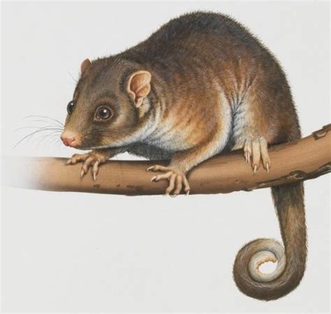 A guide to Australia's possums and gliders - Australian Geographic