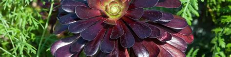 Aeonium Succulents Succulentdotcare