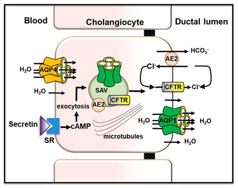 Cells Free Full Text Insights Into The Function Of Aquaporins In