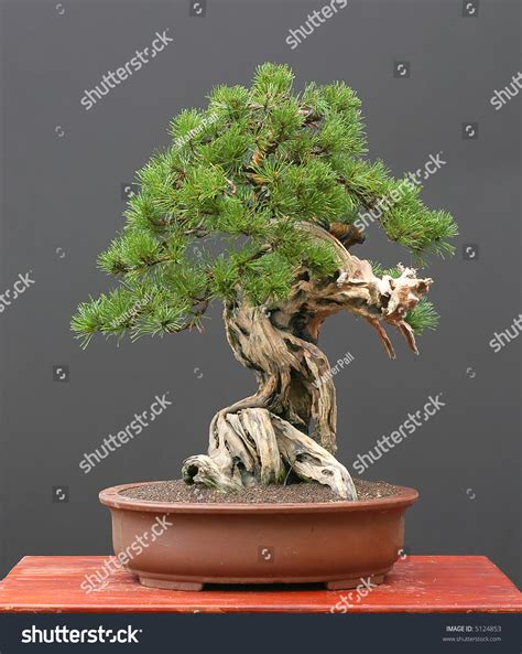 Mugo Pine Bonsai Stock Photo 5124853 - Shutterstock