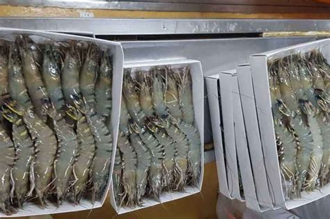 Tiger prawns farming - Green and Blue Ventures