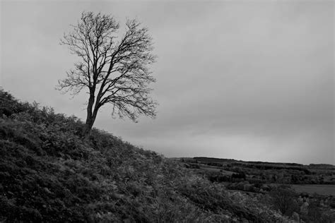 Premium Photo Bare Tree On Field Against Sky