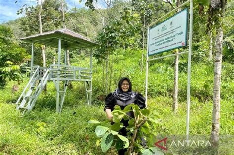 Pohon Ulin Tambah Koleksi Tumbuhan Langka Di Taman Biodiversitas Di