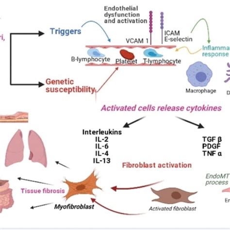 Pathophysiology Of Systemic Sclerosis Download Scientific Diagram