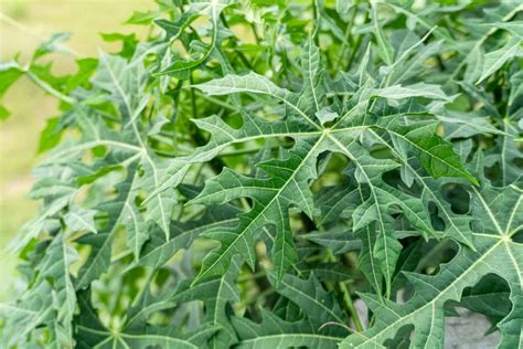 helpful guide    grow chaya plant