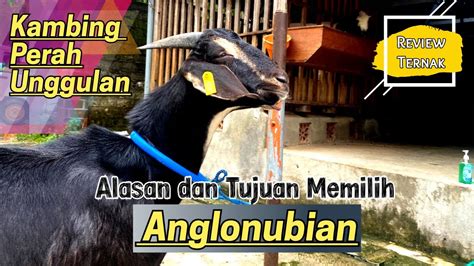 Kambing Anglo Nubian Jenis Kambing Perah Unggulan Youtube