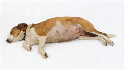 Pregnancy Tests On Dogs at Crystal Frasher blog