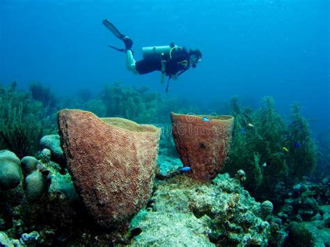 Mergulhadores Do Mergulhador No Recife Coral Esponja Roxa Imagem De