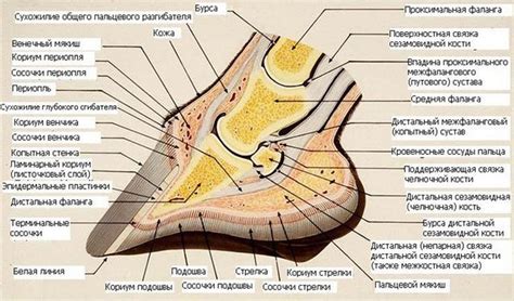 Копита коня: анатомія будови та частини копита - яке зсередини з фото