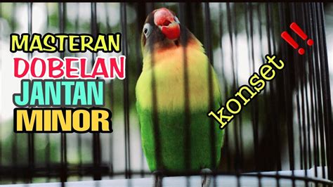 Masteran Jantan Konslet Minor Suara Kering Tak Tak Jeda Mangap Youtube