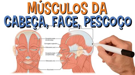 Musculos Da Cabe A E Do Pesco O Fdplearn