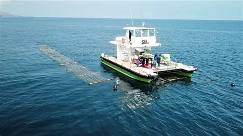 Contribution: Sea6 Energy, Revolutionizing tropical seaweed farming in ...