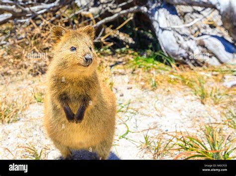 Quokka Rottnest Island Stock Photo Alamy