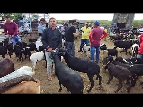 Feira De Caprinos E Ovinos De Tabira Pe Dia Youtube