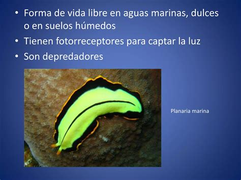 Invertebrados II Anelidos Platelmintos Y Nematodos PPT