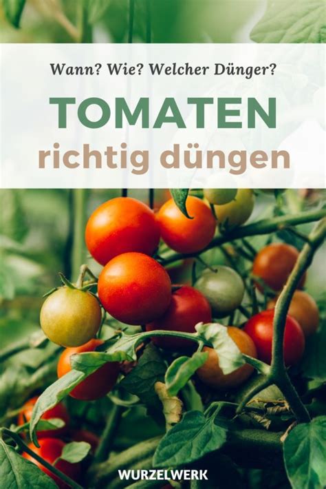 Tomaten richtig düngen Wann wie mit welchen Düngern Wurzelwerk