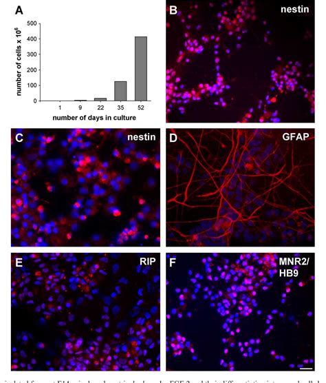 Figure 1 From Timing Of The Retinoid Signalling Pathway Determines The