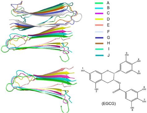 Molecular Models Of Hiapp Pentamer And Decamer Left And