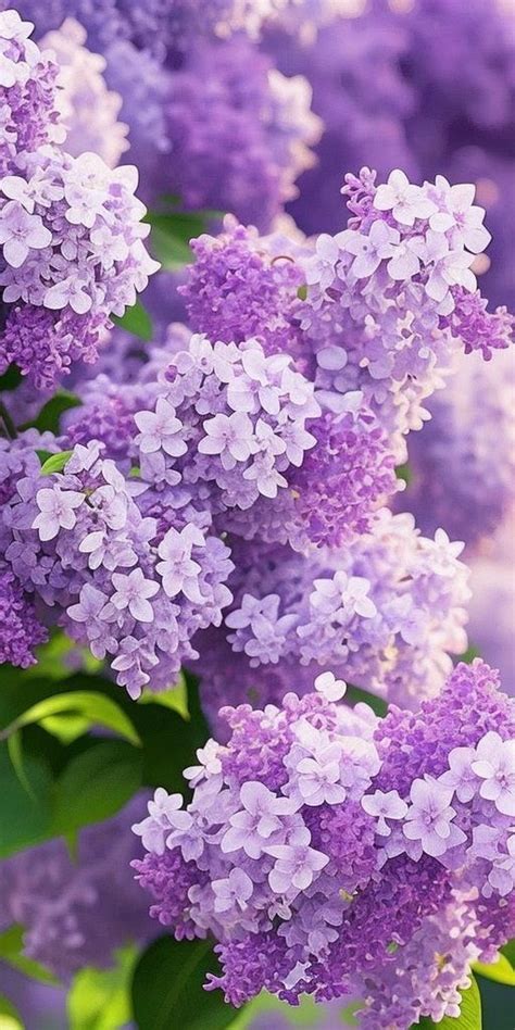 Pin by Elena on всякое разное in 2024 Purple flowers wallpaper