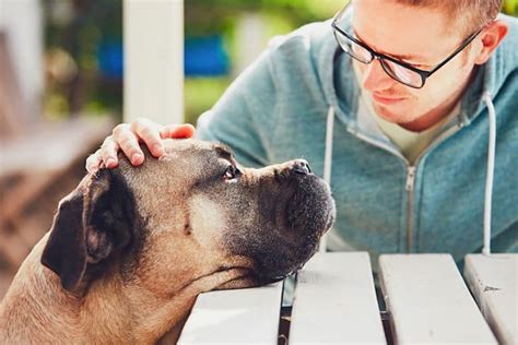 102 Scientific Benefits Of Having A Dog Kin Keepers