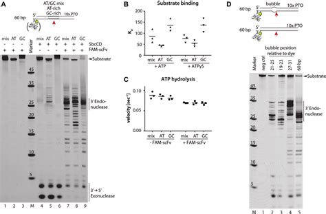 Sbccd Cleaves Double Stranded Dna Dependent On The Local Atgc