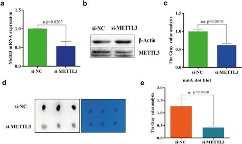 Mettl3 And M6a Modifications Were Successfully Reduced In Gc 1spg