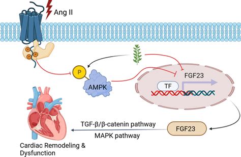 Schematic Model Of Rhein Mediated Cardioprotection In Ang II Induced