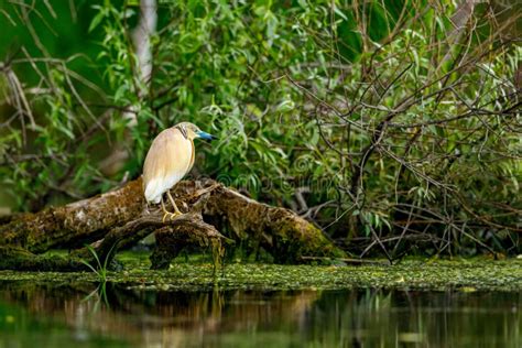 Garza En Los Pantanos Del Delta Del Danubio En Rumania Imagen De