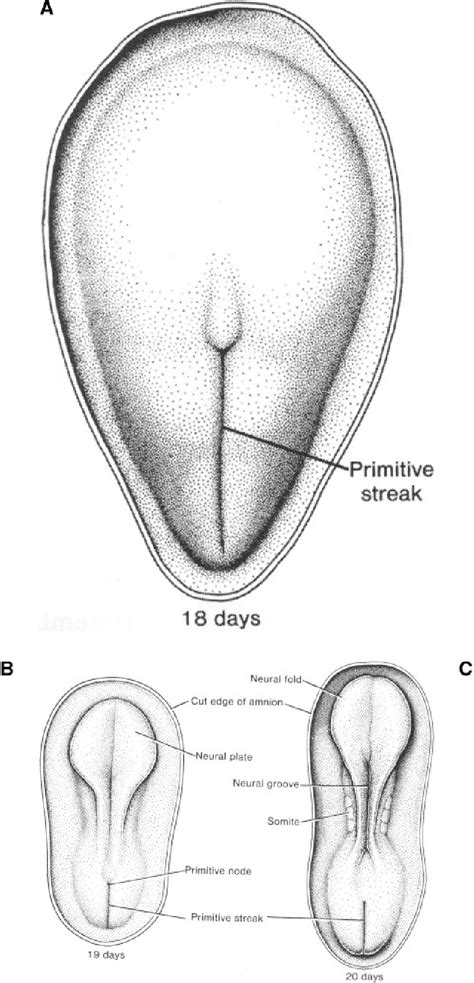 Figure 6 From Embryology Of Neural Tube Development Semantic Scholar